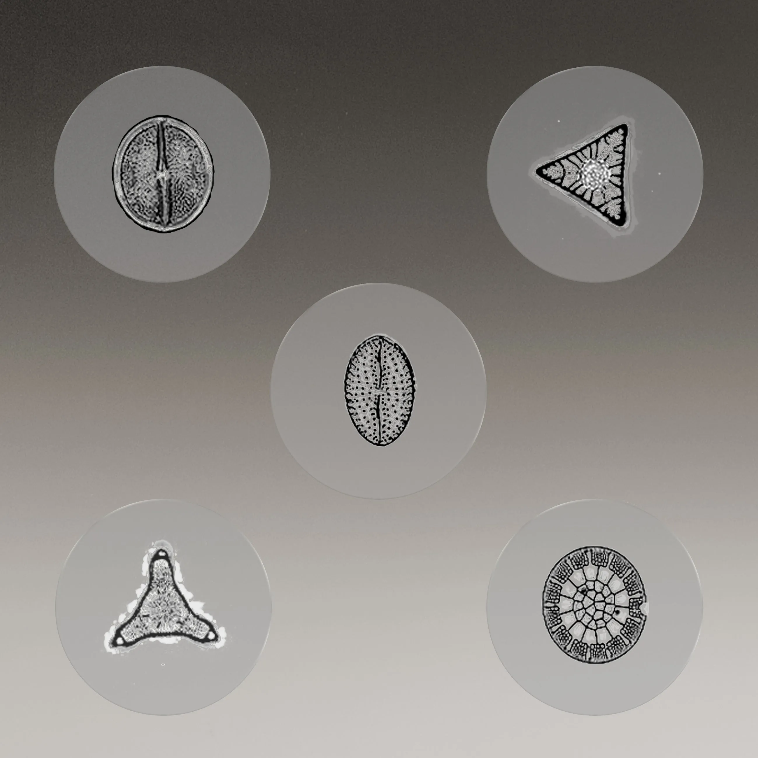 Diatom Glass Locket